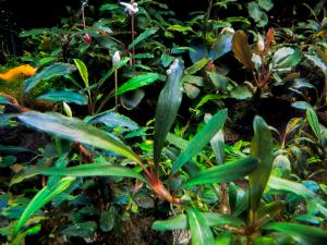 gallery_17686_2020_268830.jpg
