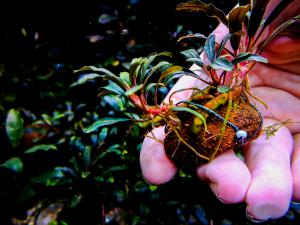 gallery_17686_2020_480135.jpg