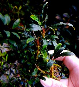 gallery_17686_2020_883980.jpg