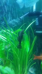 gallery_38610_2565_1364961.jpg