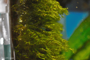 gallery_36525_2516_2345505.gif