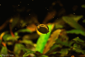 gallery_36525_2516_5164980.gif