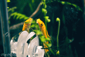 gallery_36525_2537_3128104.gif