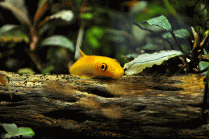 gallery_36525_2537_6317732.gif