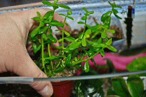 gallery_36525_2574_1903801.gif