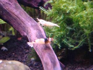 gallery_14506_2192_23742.jpg