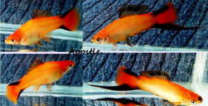 gallery_38850_2585_1379836.png