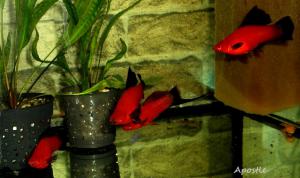 gallery_38850_2587_96941.jpg
