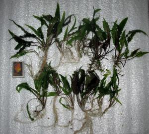 gallery_37427_2598_3117207.jpg
