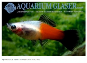 gallery_38850_2630_274207.png