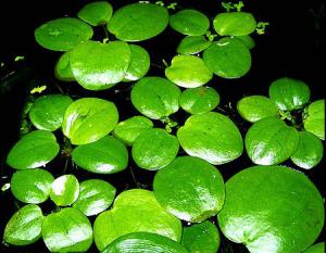 gallery_36525_2553_85426.jpg