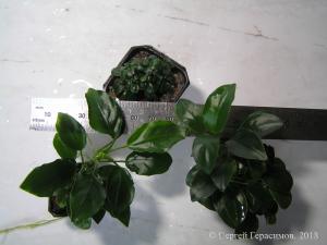 gallery_35366_2346_77044.jpg