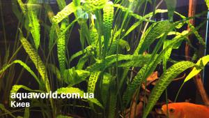 gallery_36525_2553_5623.jpg