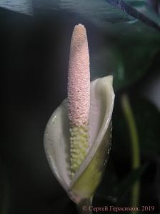 gallery_35366_2346_111665.jpg