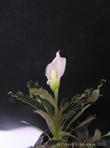 gallery_35366_2346_149006.jpg