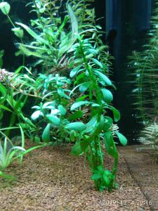 gallery_41255_2688_123059.jpg