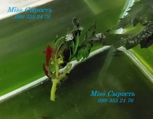 gallery_26539_2703_119567.jpg