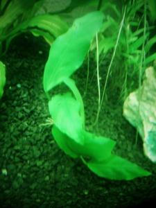 gallery_41692_2695_2169578.jpg