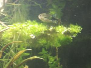 gallery_42357_2709_205450.jpg