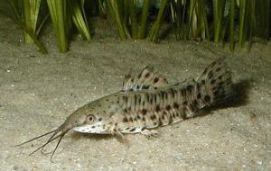 Каллихтис (Callichthys callichthys): содержание и разведение рыбки.