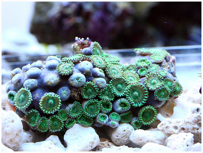 Создание кораллового рифа своими руками: лучшие идеи