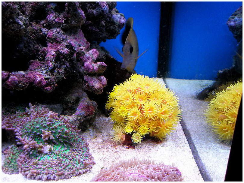 Нано-риф и его содержание