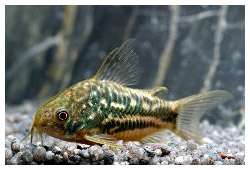 Corydoras undulatus Corydoras undulatus