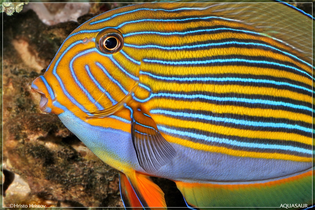   (Acanthurus lineatus)