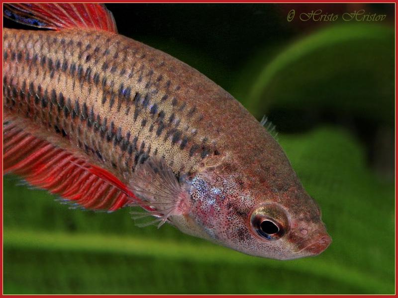    (Betta splendens female)