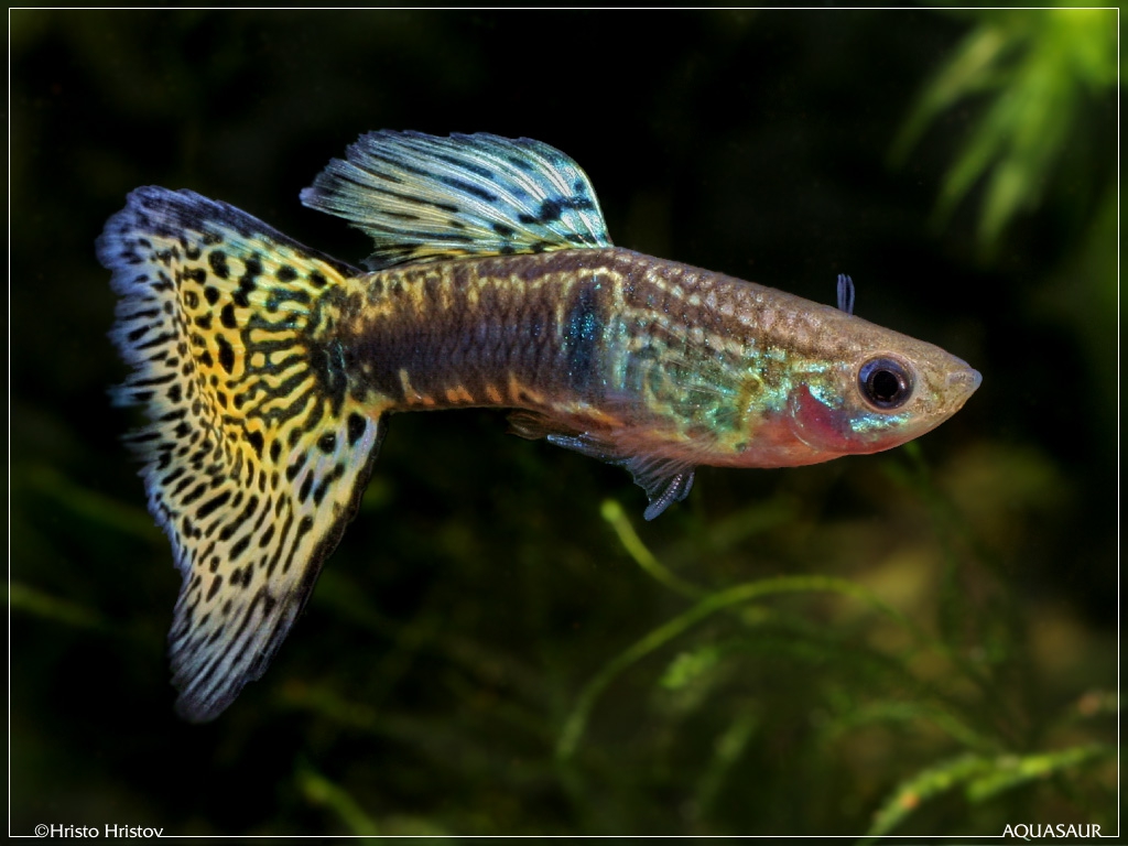 aquafanat.com.ua-guppy-male-07.jpg