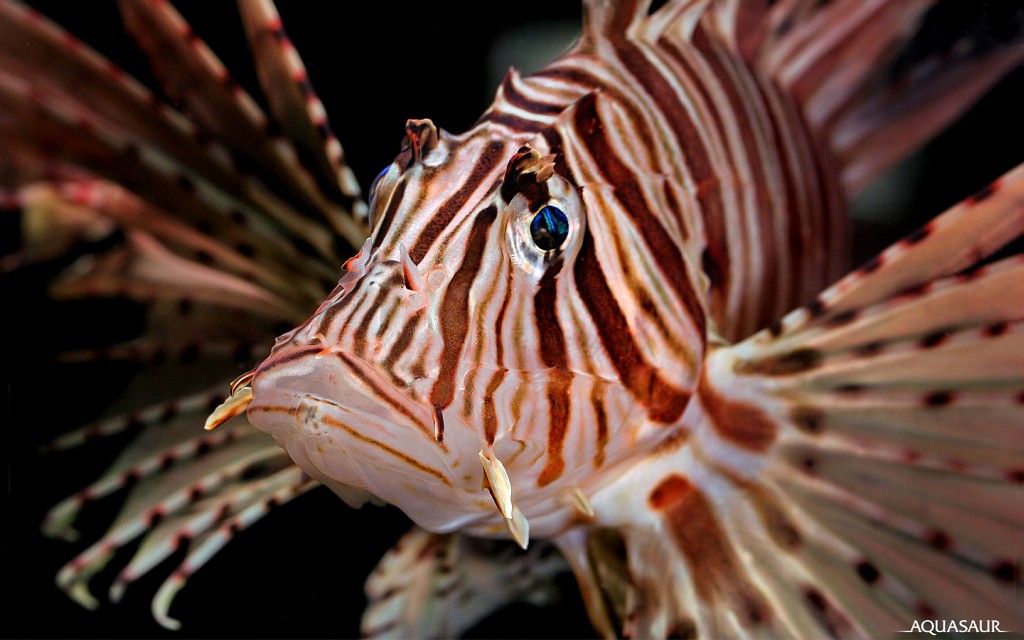 ,    (Pterois volitans)