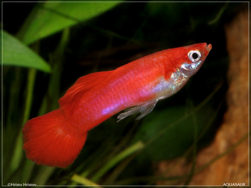 aquafanat.com.ua-red-guppy-flamingo1.jpg