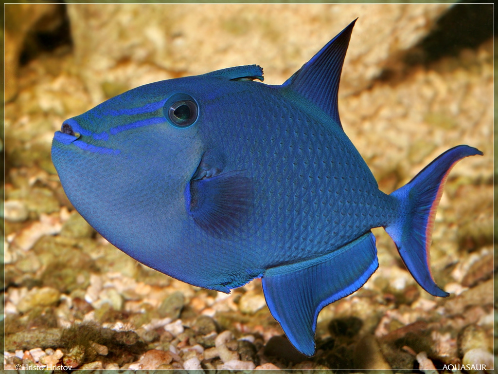     (Redtooth Triggerfish)