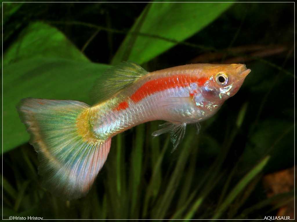 aquafanat.com.ua-white-guppy.jpg