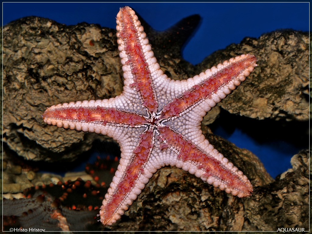 Морской аквариум новые фото Морской аквариум новейшие фото