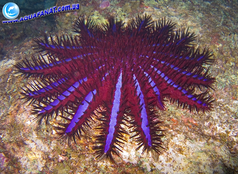   Acanthaster Planci