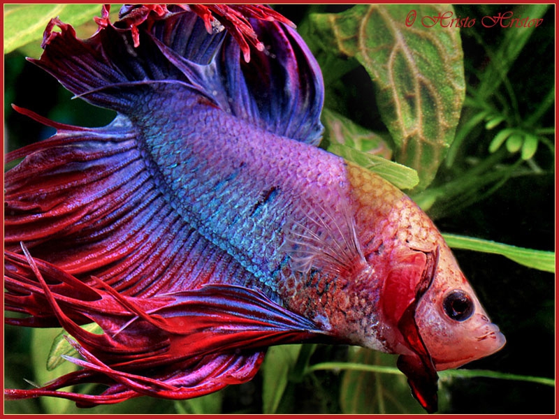 aquafanat.com.ua-betta-splendens-crown-t