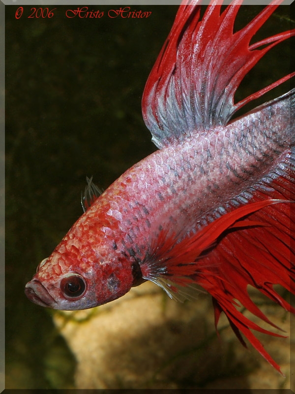 -   (Betta splendens)