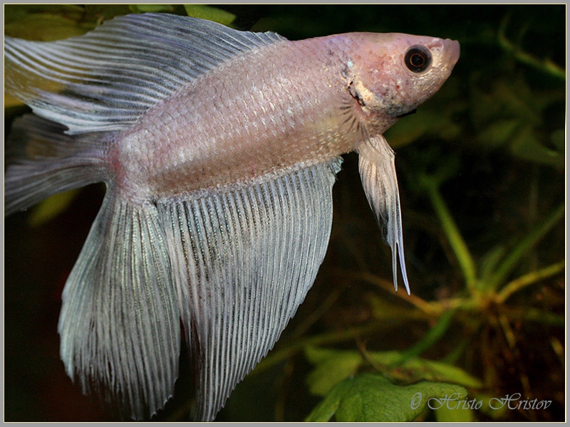  ,   (White betta double tail)