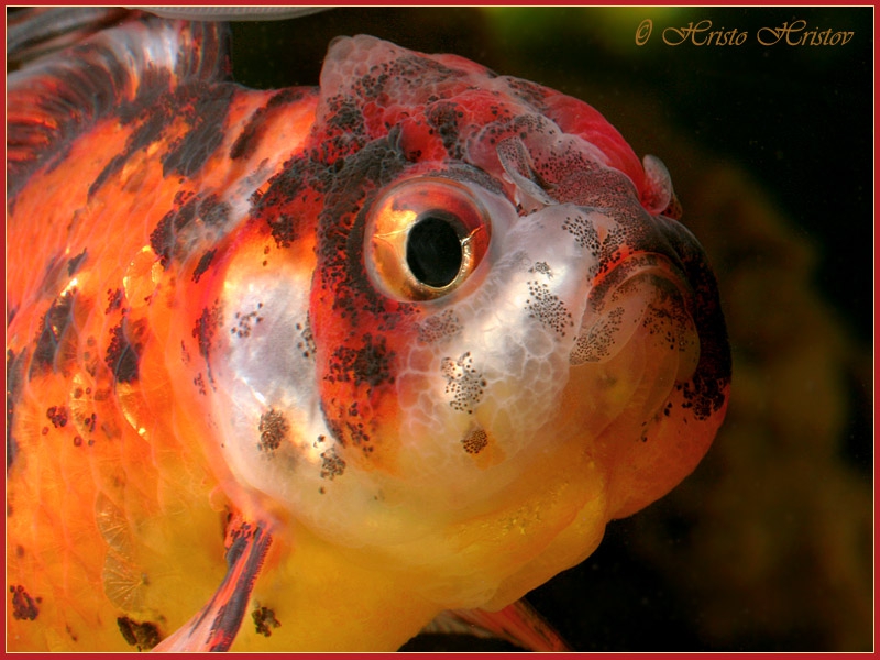     (Carassius auratus Calico Oranda)