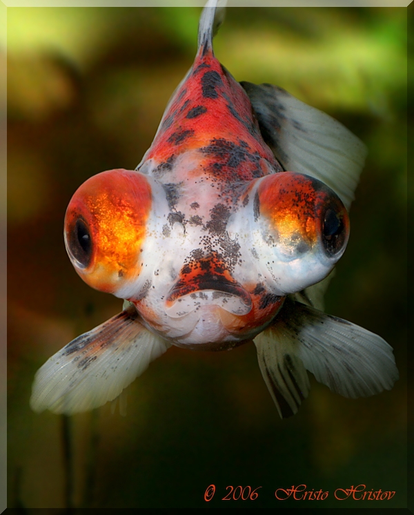  ,  (Carassius auratus Calico Teleskop)