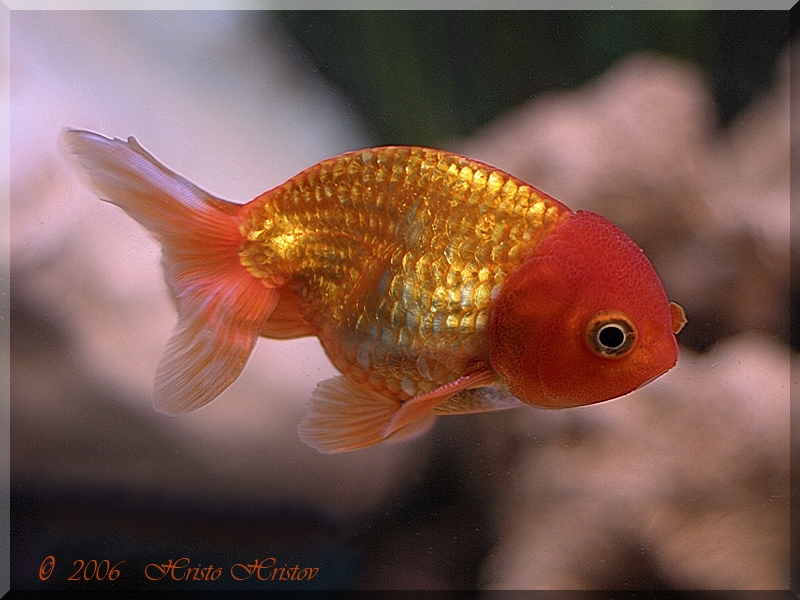  (Carassius auratus Lion Head)