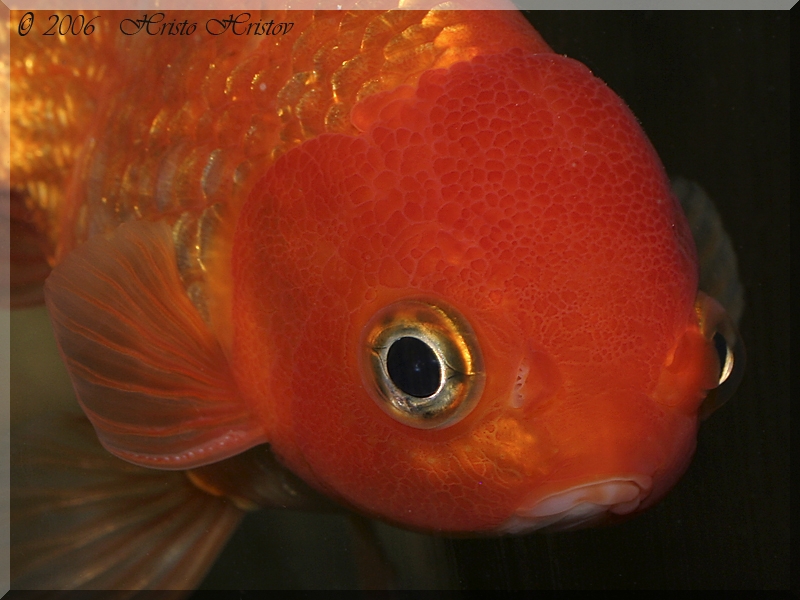  ,  (Carassius auratus Lion Head)