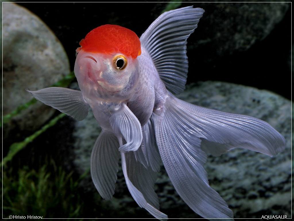  ,    (Carassius auratus Red Cap)