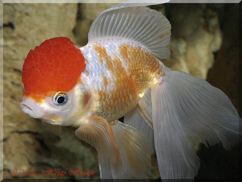  ,  (Carassius auratus Red Cap)