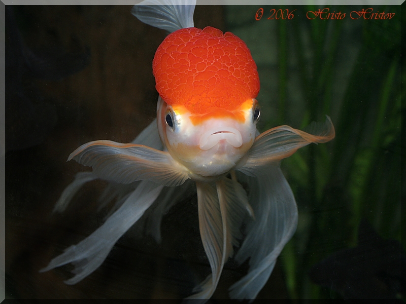   (Carassius auratus Red Cap)