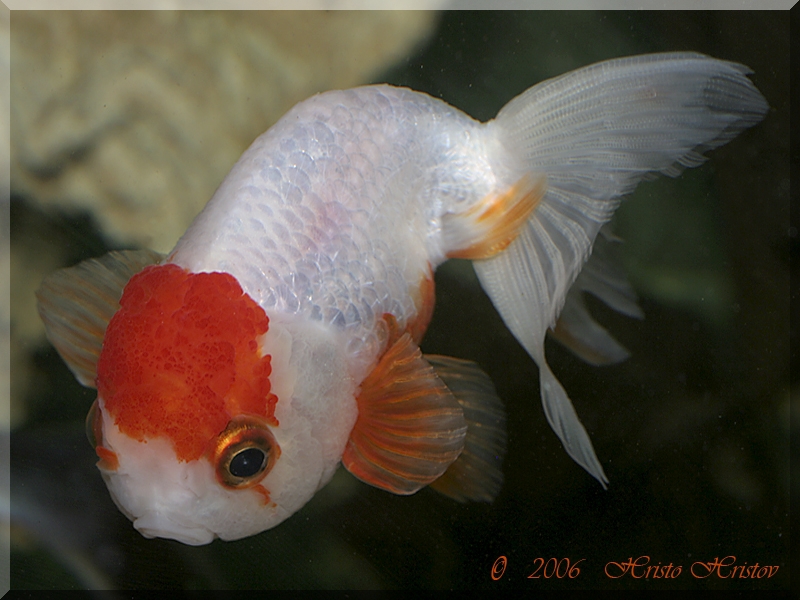     (Carassius auratus Lion Head)