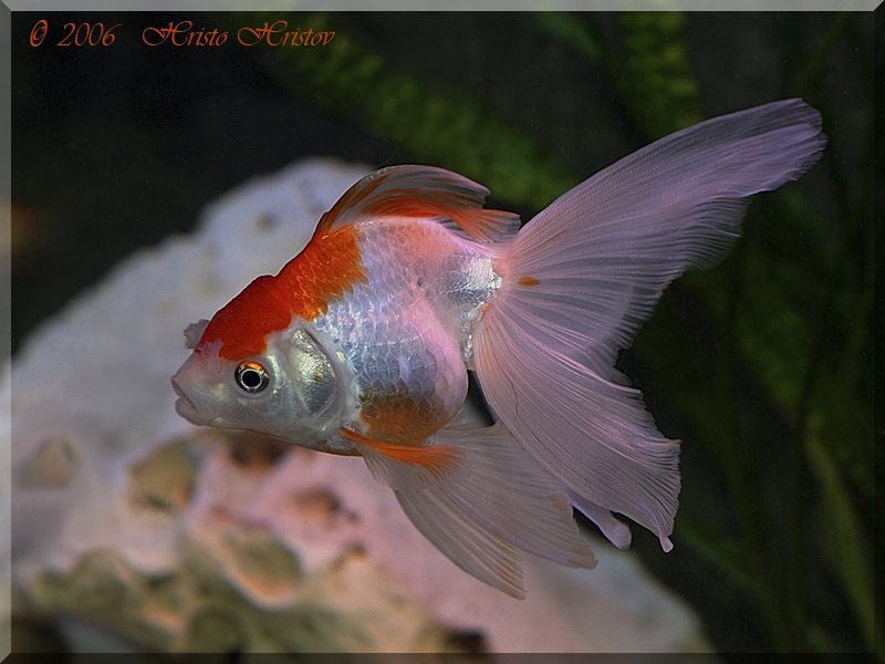  , - (Carassius auratus)