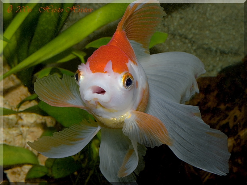    (Carassius auratus)