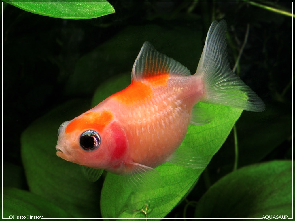   ,  (Carassius auratus Pearlscale)